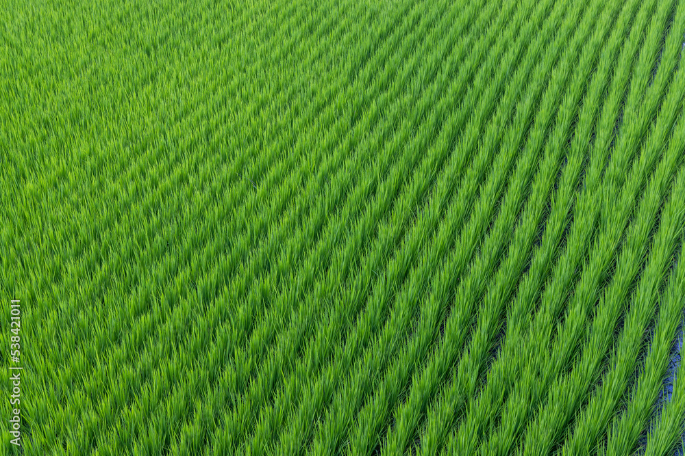 Fresh paddy rice field meadow Fresh paddy rice field meadow