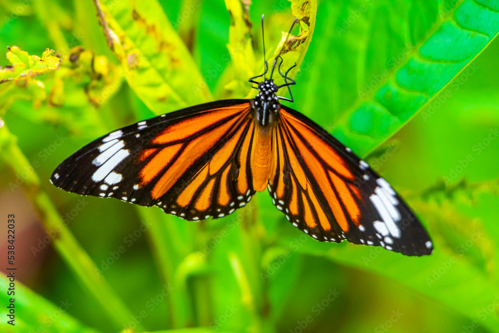 Naklejka premium Orange black yellow butterfly butterflies insect on green plant Thailand.