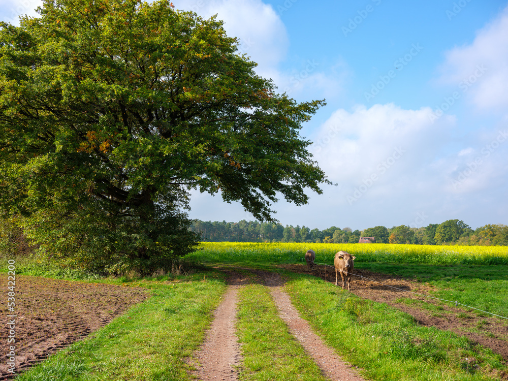 Fototapeta premium Entlang einer Wiese mit einer Kuh