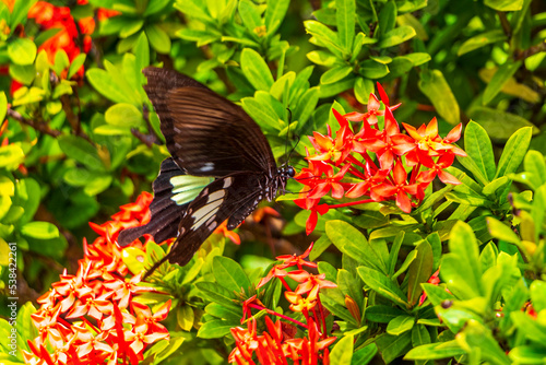 Orange black yellow butterfly butterflies insect on green plant Thailand. photo