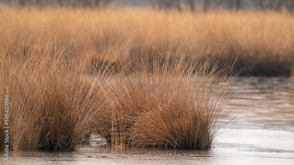 Background with golden colors, reeds in the water. Autumn feeling, reflection in the water. Nature in the fall. web banner, long cover, social media.