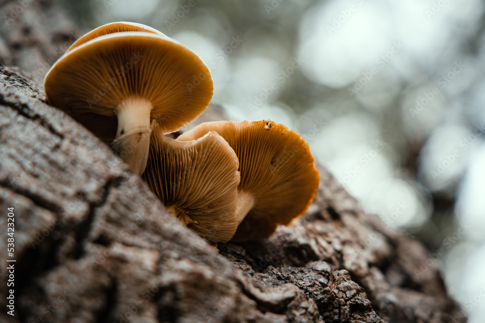 Champignons dans la forêt en automne Champignons dans la forêt en automne