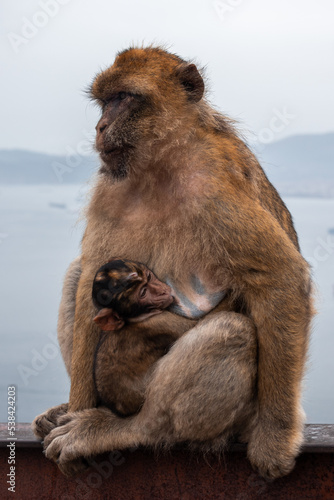 Monkey nursing her cub © Babelia