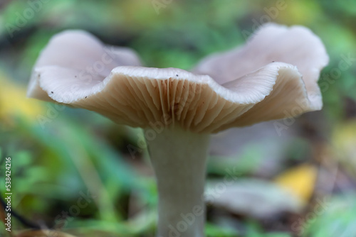 Season mushrooms. Wild tricholoma portentosum growing rows on forest floor. Edible light gray mushroom family tricholomataceae. Smoky wavy cap and white plate ryadovkovye. Harvest autumn fungal.