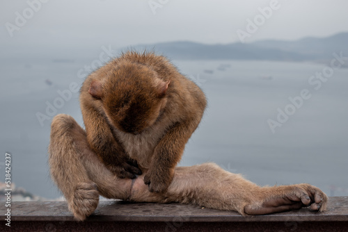 Monkey in freedom in Gibraltar © Babelia