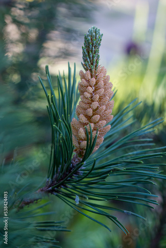 Pine branch with blur background