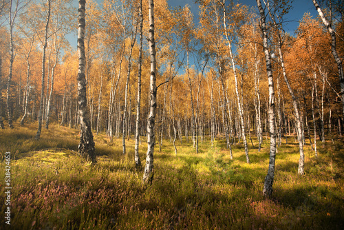 Fototapeta Naklejka Na Ścianę i Meble -  forest autumn