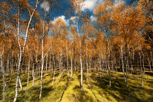 Fototapeta Naklejka Na Ścianę i Meble -  forest autumn
