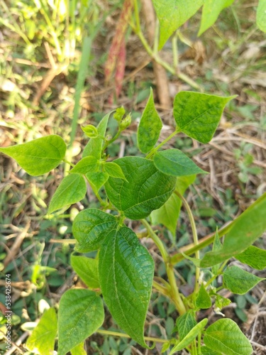 Wallpaper Mural green plants in the forest Torontodigital.ca