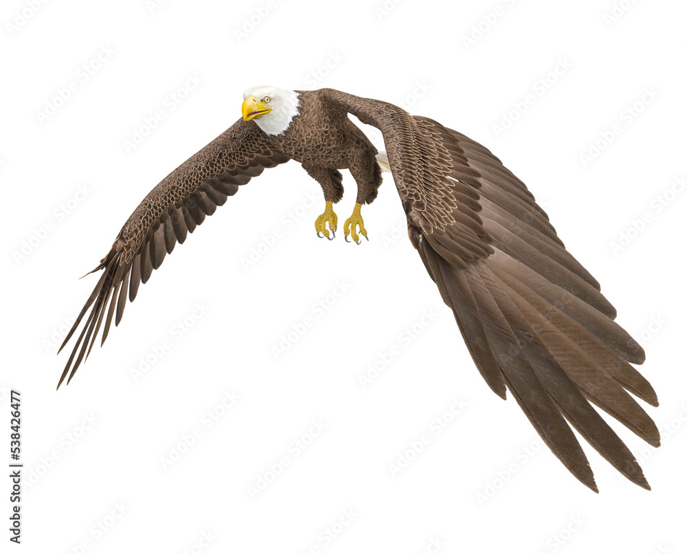 Naklejka premium american bald eagle is flipping wings in white background side cool view