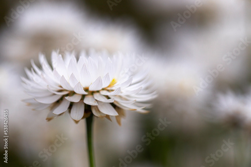 white daisy flower