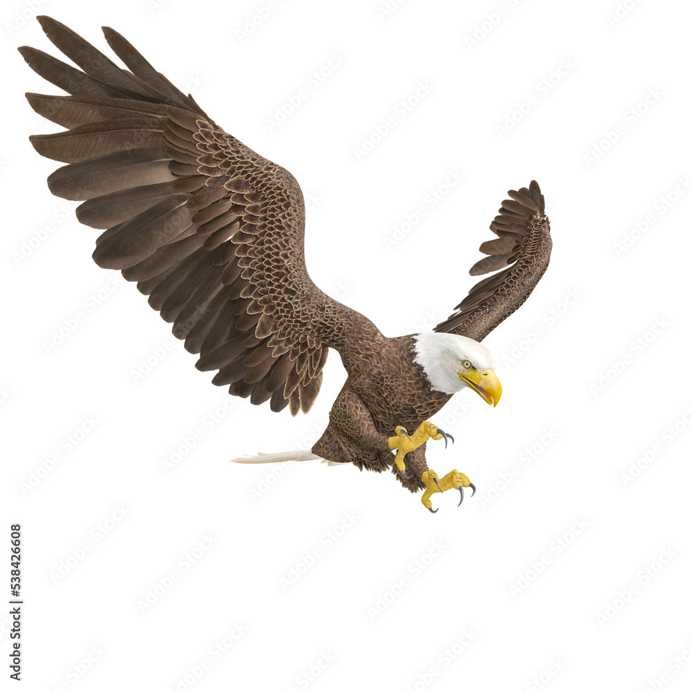 Fototapeta premium american bald eagle is hunting down in white background