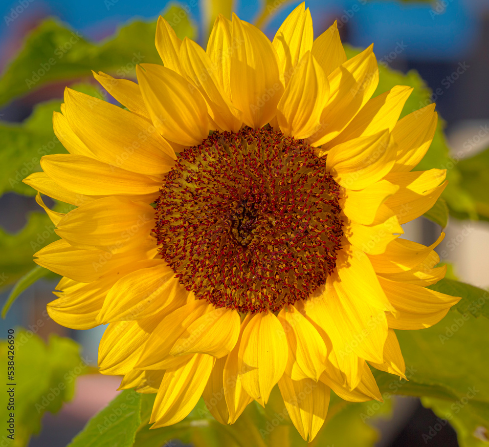 Obraz premium Sunflower