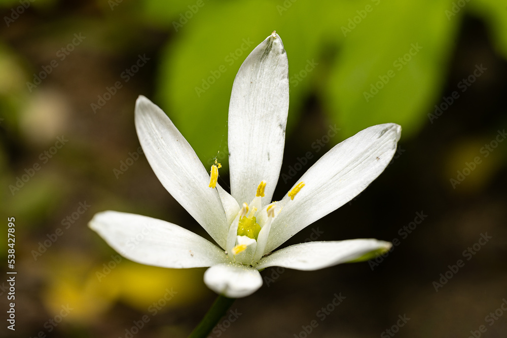 Śniedek baldaszkowaty (Grass lily, Ornithogalum umbellatum) Śniedek baldaszkowaty (Grass lily, Ornithogalum umbellatum)