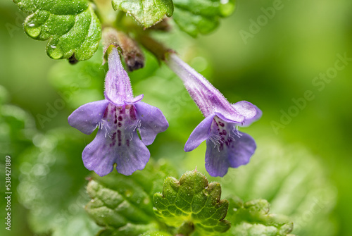 Bluszczyk kurdybanek (Ground ivy, Glechoma hederacea)