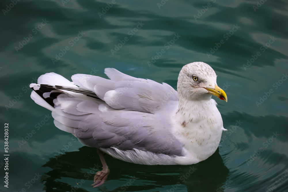 Seagull swimming in the water, high resolution