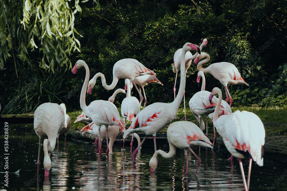 Flamands roses Flamands roses