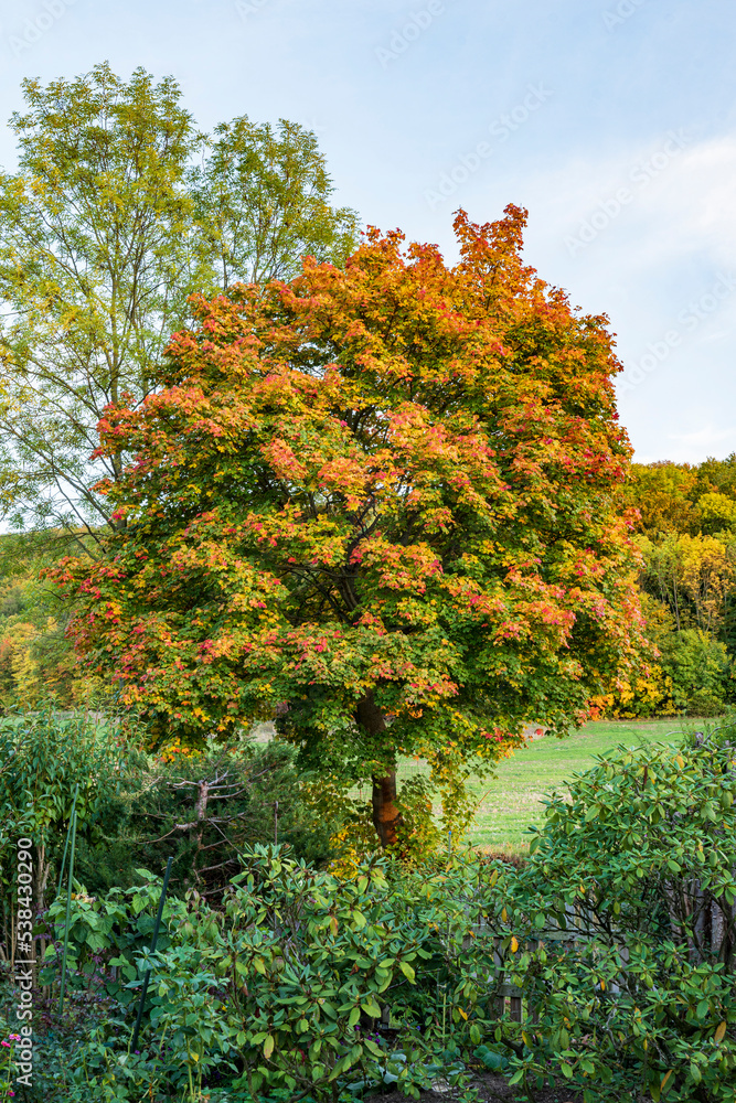 Naklejka premium Maple tree with colorful autumn foliage
