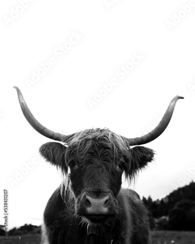 Black and White portrait of a cow with long horns