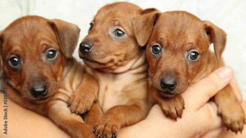 Three puppies in the arms of a man. Concept: love and care for pets. Muzzles of small dogs. Three puppies in the arms of a man. Concept: love and care for pets. Muzzles of small dogs.