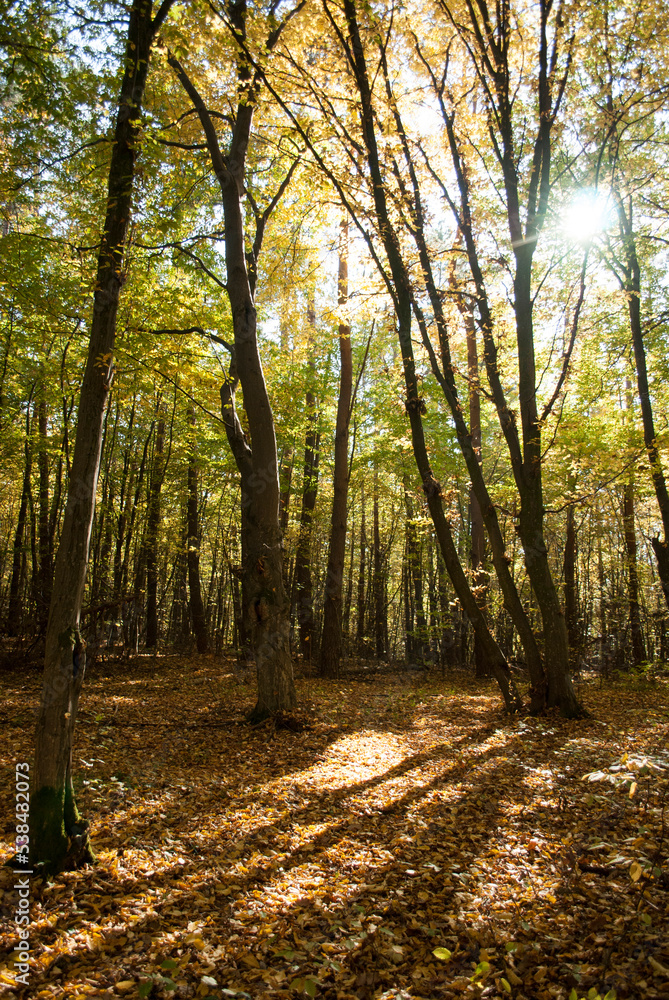 Obraz premium Autumn forest in day light. Forestry, ecology, natural environment. Mindful and sustainable travel. International day of forests
