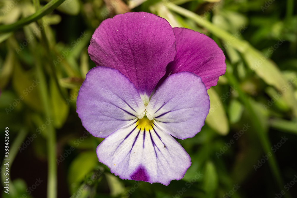 Fiołek trójbarwny (Wild pansy, Viola tricolor) - obrazy, fototapety, plakaty 