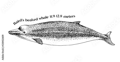 Hand drawn Baird's Beaked whale