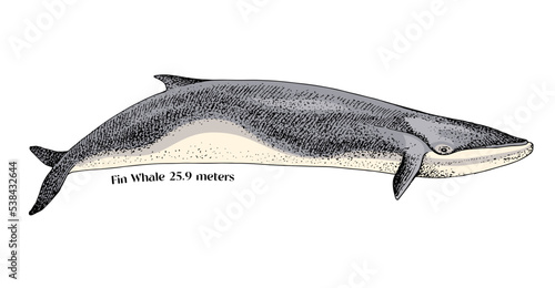 Hand drawn fin whale illustration