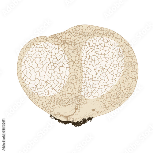 Calvatia gigantea, giant puffball mushroom photo