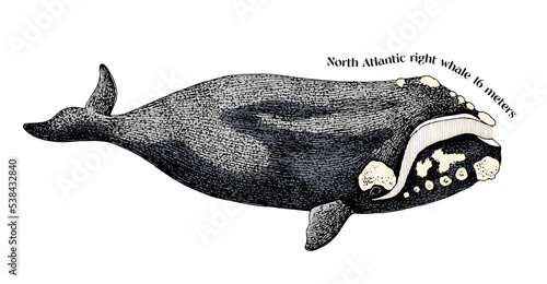 Hand drawn North Atlantic right whale photo