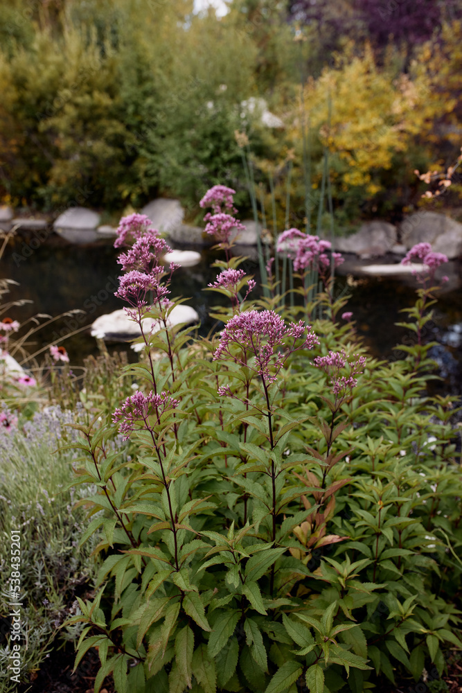 Obraz premium Colorful flowers against a pond at the John Denver Sanctuary in Aspen, Colorado