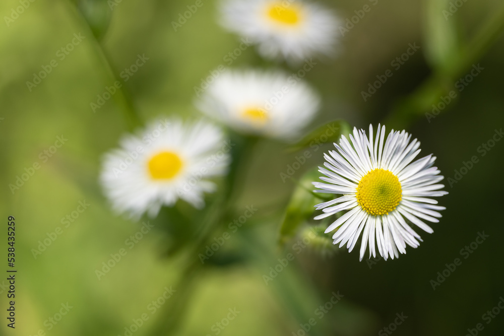 Przymiotno białe (Daisy fleabane, Erigeron annuus) Przymiotno białe (Daisy fleabane, Erigeron annuus)