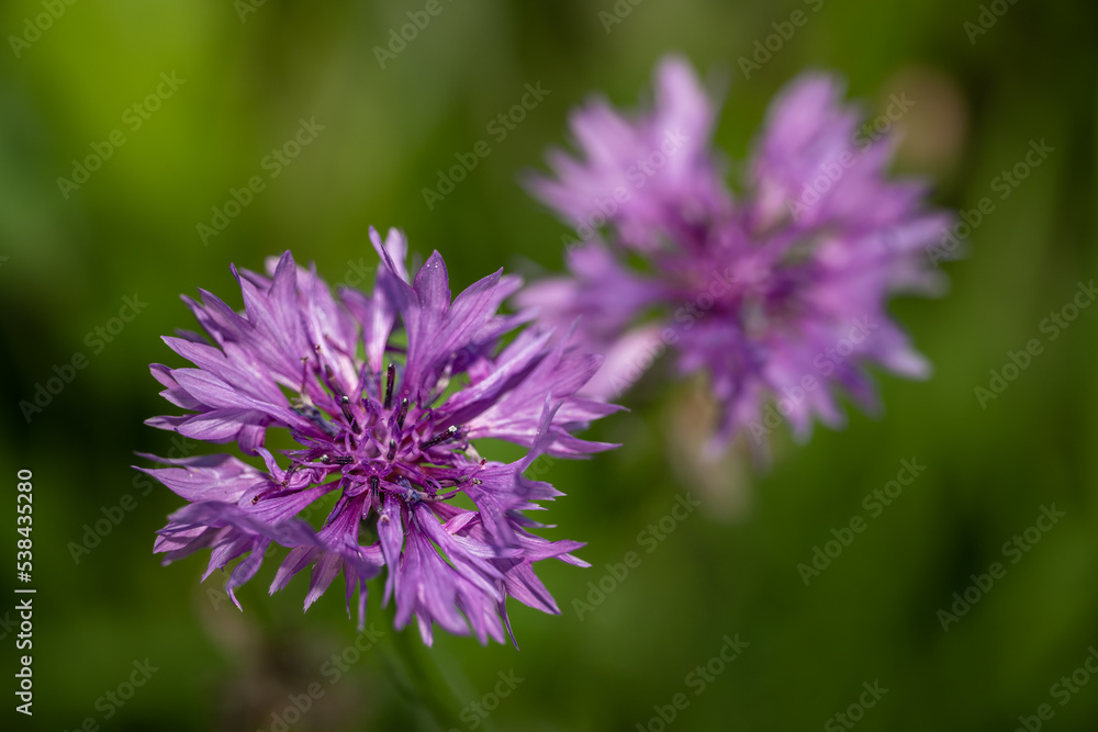 Chaber bławatek (Cornflower, Centaurea cyanus) Chaber bławatek (Cornflower, Centaurea cyanus)