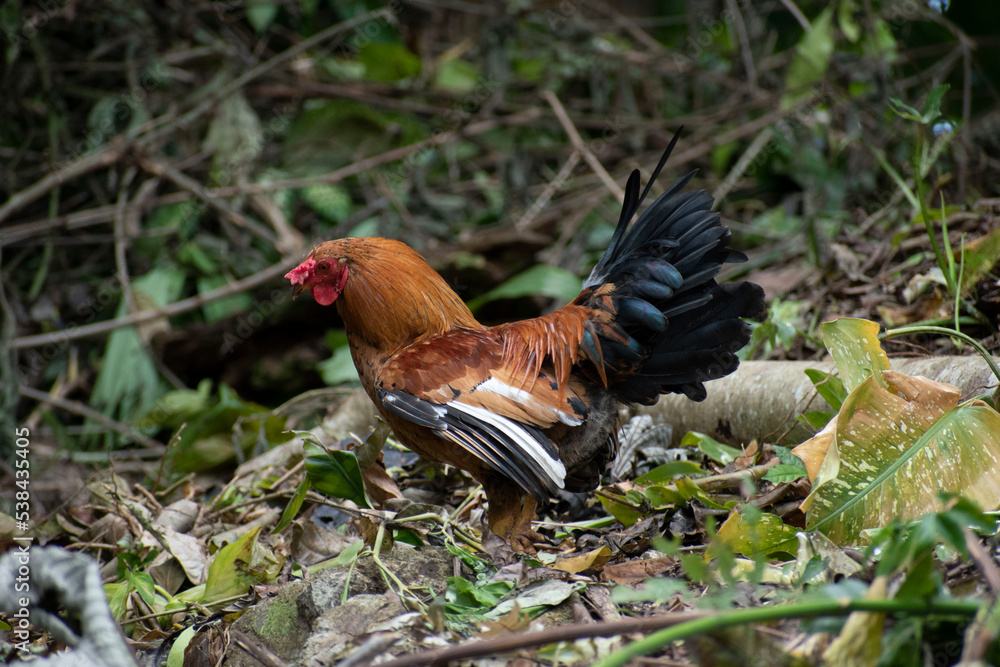 Fototapeta premium Wildlife of Manuel Antonio Natural Park Costa Rica