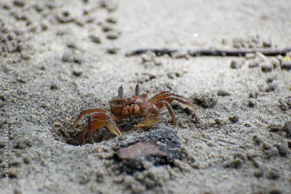 Wildlife of Manuel Antonio Natural Park Costa Rica Wildlife of Manuel Antonio Natural Park Costa Rica