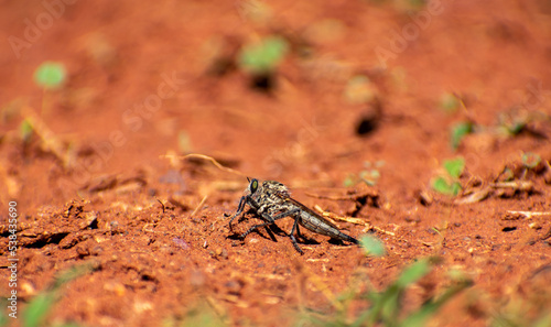 Robber fly - Asilidae on the ground