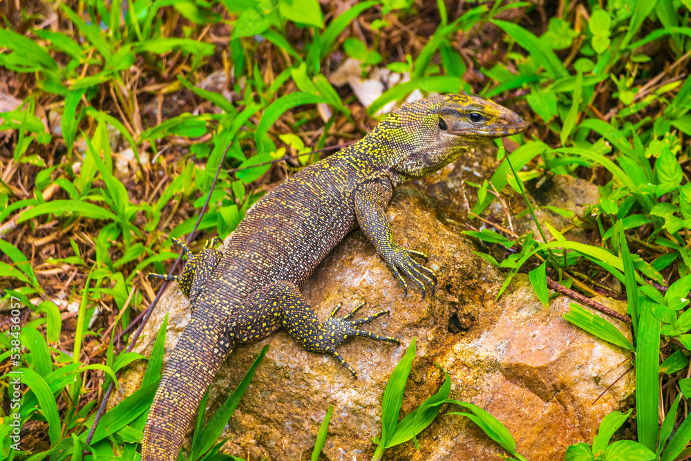 Lizards geckos iguanas reptiles nature on stone rock branch Thailand.