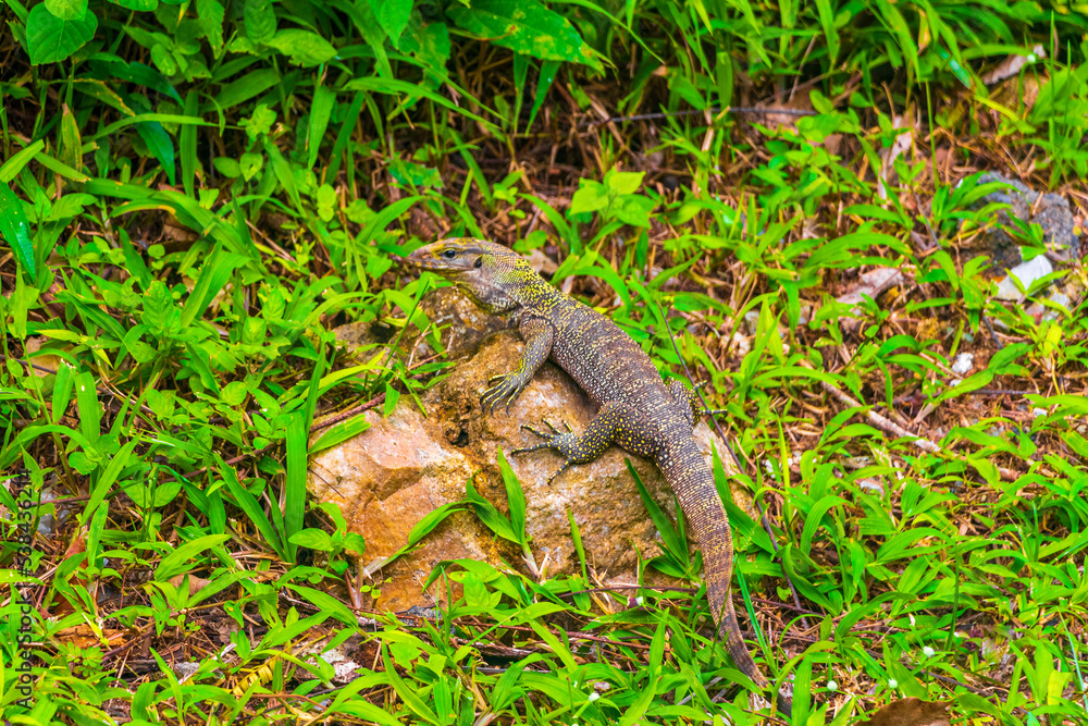 Lizards geckos iguanas reptiles nature on stone rock branch Thailand. Lizards geckos iguanas reptiles nature on stone rock branch Thailand.