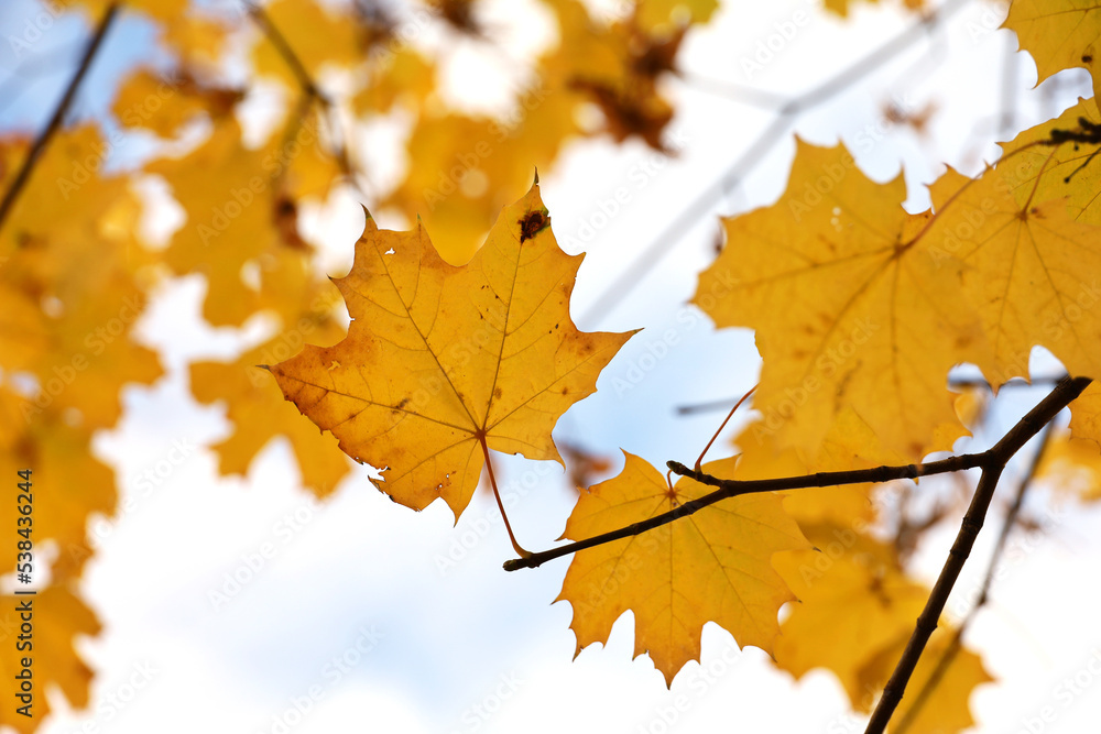 Yellow maple leaves on a tree branch against blue sky with white clouds. Autumn season, natural fall background Yellow maple leaves on a tree branch against blue sky with white clouds. Autumn season, natural fall background