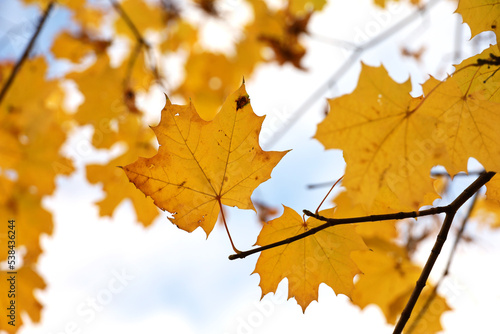 Yellow maple leaves on a tree branch against blue sky with white clouds. Autumn season, natural fall background