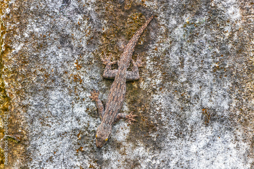 Lizards geckos iguanas reptiles nature on stone rock branch Thailand. photo