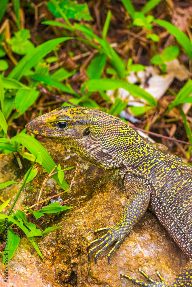 Lizards geckos iguanas reptiles nature on stone rock branch Thailand. Lizards geckos iguanas reptiles nature on stone rock branch Thailand.