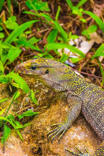 Lizards geckos iguanas reptiles nature on stone rock branch Thailand.