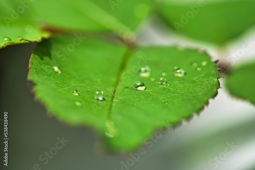 Macro view of water droplets on the green leave before the blurred background