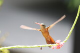 Hummingbird in flight wih their wings spread out and feeding on a flower. These fast birds are an essential part of the ecosystem spreading pollen between flowers.