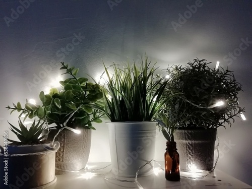 little shelf with green home plants with lights