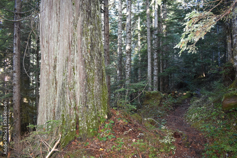 Obraz premium Nature