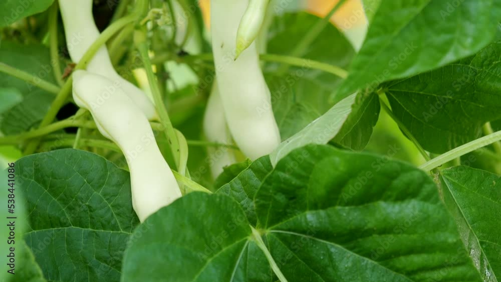 Ripe kidney bean growing on farm in 4K VIDEO. Bush with bunch of pods of haricot plant (Phaseolus vulgaris) ripening in homemade garden. Organic farming, healthy food, BIO viands, back to nature. Ripe kidney bean growing on farm in 4K VIDEO. Bush with bunch of pods of haricot plant (Phaseolus vulgaris) ripening in homemade garden. Organic farming, healthy food, BIO viands, back to nature.