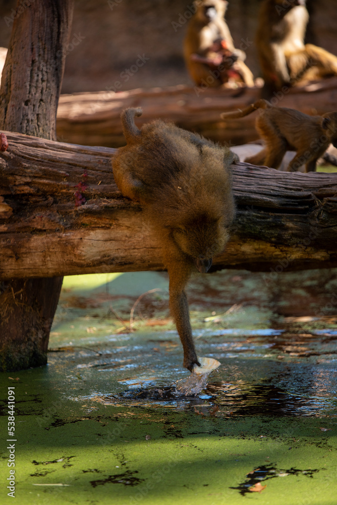 Fototapeta premium Monkey Pavian