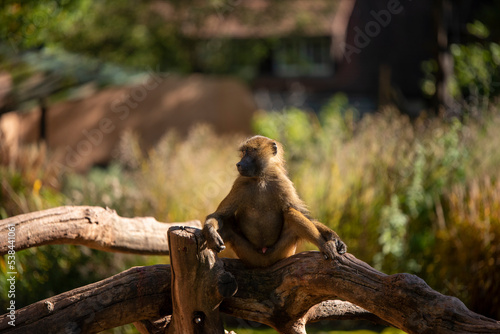 Monkey Pavian
